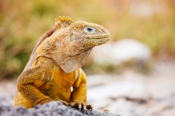 Un bell'esemplare di iguana terrestre che vive esclusivamente su alcune isole dell'arcipelago delle Galapagos. Questa specie endemica ha corpo particolarmente massiccio, coda a sezione ...