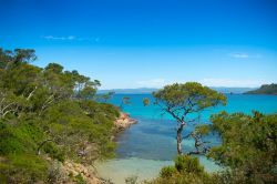 Il mare limpido e la vegetazione mediterranea a Porquerolles, Francia - © Jochen Schoenfeld / shutterstock.com