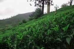 Il verde intenso delle piantagioni di tè nei pressi di Hatton: la raccolta segue ancora il metodo manuale - © Michela Garosi / TheTraveLover.com