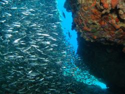 Un branco di sardine sul reef a Bonaire - © Leonardo Gonzalez / Shutterstock.com