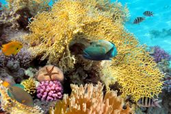 Immersioni a Guadalupa: la grande visibilità della barriera corallina delle antille. Da notare i colori sgargianti del reef, la presenza di diverse specie ittiche ed una stella marina, ...