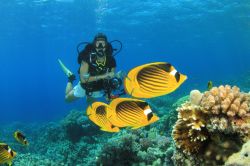 Immersioni a Marsa Alam, la popolare meta vacanze del Mar Rosso in Egitto - © Rich Carey / Shutterstock.com