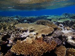 Immersioni nel reef incontaminato delle isole di Tonga - © Stanislav Fosenbauer / Shutterstock.com
