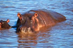 Ippopotami a bagno nelle acque del Parco Nazionale del Serengeti, Tanzania, Africa orientale. Soprattutto nel nord della riserva, dove la piovosità è maggiore, non mancano alcuni ...