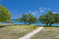 La particolare vegetazione dell'Isola di Ha'apai,  arcipelago di Tonga - © Andrea Izzotti / Shutterstock.com
