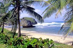 Bathsheba, una spiaggia selvaggia sul litorale orientale di Barbados - Fonte: Barbados Tourism Authority