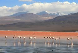 La Laguna Colorada in Bolivia con alcuni fenicotteri -  Foto di Giulio Badini i Viaggi di Maurizio Levi 