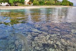 La barriera Corallina del South Pass di Fakarava, Isole Tuamotu