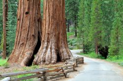 La foresta di Mariposa e le grandi sequoie del parco di Yosemite in California - © topseller / Shutterstock.com