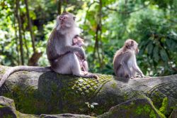 La foresta sacra delle scimmie: si trova a Ubud Bali, in Indonesia - © Dima Fadeev / Shutterstock.com