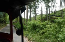 La vista da uno dei tradizionali tuk tuk lungo le strade strette che si snodano fra le colline dello Sri Lanka, Hill Country, dominate dal verde delle piantagioni e qualche eucalipto - © ...
