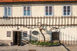 La più antica vite della Slovenia - Si trova nella città di Maribor la più datata pianta di vite di tutto il territorio sloveno. Si chiama Stara trta e stando a quanto riportato, ...