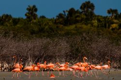 Laguna di Oviedo: birdwatching a Santa Cruz de Barahona, nella penisola ad ovest di Santo Domingo - © Dominican Repubblic Ministry of Tourism