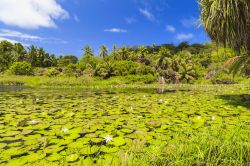 Laguna con ninfee alle isole Seychelles, nei pressi di Baie Lazare - © Tilo G / Shutterstock.com