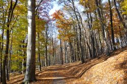 Lainzer Tiergarten: addirittura un bosco di faggi ...