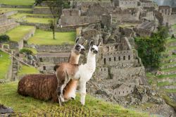 Lama a Machu Picchu, Perù  - E' un grosso camelide originario del Sudamerica che si nutre principalmente di erba e piante ma anche di licheni, funghi e arbusti. Allevati non ...