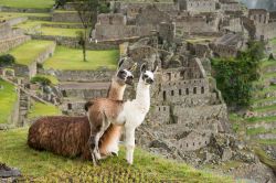 Lama a Machu Picchu, Perù  - E' ...