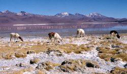 Lama al pascolo salar della Bolivia -  Foto di Giulio Badini i Viaggi di Maurizio Levi 