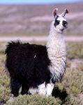 Lama della Bolivia Ande -  Foto di Giulio Badini i Viaggi di Maurizio Levi 