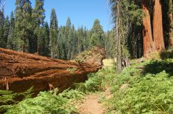 Le magiche foreste del Sequoia Kings Canyon National ...