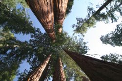 Le grandi sequoie della California si trovano soprattutto all'interno del Sequoia - Kings Canyon National Park, USA - © urosr / Shutterstock.com