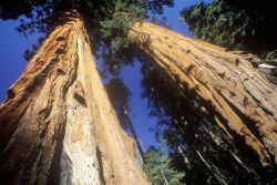 Le grosse cortecce delle sequoie sono spugnose al tatto, ma anche sorprendentemente resistenti al fuoco. Possedendo dei rami molto alti, anche a decine di metri d'altezza, le Sequoie Giganti ...