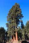 Le sequoie della California possono superaeo gli 80 metri di altezza e rappresentano la categoria degli esseri viventi  più grandi del pianeta - © pmphoto / Shutterstock.com ...