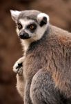 Lemure Catta in parco Madagascar - Foto di Giulio Badini