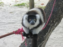Un simpatico lemure bianco e nero sull'Isola ...