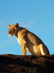 Leone parco nazionale Tanzania - Foto di Giulio Badini