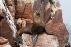 Leone di mare alle isole Ballestas, al largo del porto di Paracas, in Perù - © Yory Frenklakh / Shutterstock.com