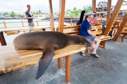 Un bellissimo esemplare di leone marino comodamente disteso su una panca. Fotografato in una delle isole delle Galapagos, questo mammifero si dimostra per nulla intimorito dalla presenza dell'uomo  ...