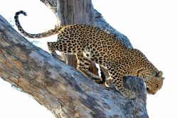 Leopardo Botswana - Foto Giulio Badini