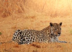 Un leopardo riposa nella savana della Namibia - © Galyna Andrushko / Shutterstock.com