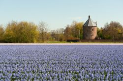 Lisse, la città del Zuid Holland fa parte della cosiddetta regione dei Tulipani, in Olanda, a sud-ovest di Amsterdam - © Ivonne Wierink / Shutterstock.com