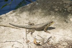 Lucertole e varani fanno parte delle faune tipiche del Parco nazionale dell Iguassù in Brasile - © Sergio Schnitzler / Shutterstock.com