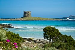 La macchia mediterranea circonda la spiaggia della Pelosa a Stintino (Sardegna)  - © fraxnet / Shutterstock.com