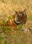 Madhya Pradesh una tigre in India - Foto di Giulio Badini