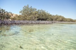 Il Mangrove Channel, ovvero il canale delle Mangrovie a Ras Mohammed in Egitto - © stephan kerkhofs / Shutterstock.com
