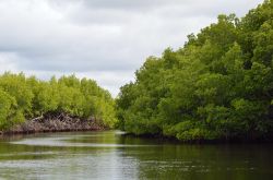 Mangrovie nel Parque Nacional Monte Cristi - Nel nord della Repubblica Dominicana troviamo questo luogo dal grande valore naturale, in cui è possibile vedere queste foreste di alberi ...