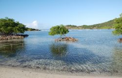 Mangrovie in una baia di Jost Van Dyke, l'isola dei  Caraibi nel gruppo delle isole Vergini Britanniche (BVI) - © Joel Blit/ Shutterstock.com