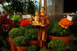 Manjerico, il basilico nano tipico della festa di Sant'Antonio a Lisbona: qui non è considerata solo una pianta di interesse gastronomico ma piuttosto un fiore da regalare all'innamorato. ...