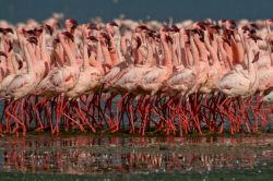 La marcia dei fenicotteri sul Lago Nakuru in ...