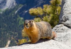 Una Marmotta si scalda al sole sopra una roccia granitica dello Yosemite national Park. Qualche tempo fa un virus trasmesso dai roditori, Hantaro virus, ha provocato la morte di alcuni escursionisti, ...