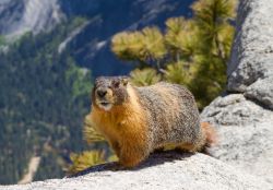 Una Marmotta si scalda al sole sopra una roccia ...