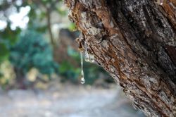Albero di lentisco sull'isola di Chios (Grecia orientale), da cui si produce il mastice. Il prodotto si ricava dalla resina raccolta tra luglio e settembre, ed è tipico della zona ...