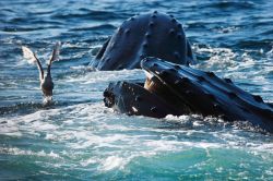 Al largo di Boston (Massachusetts) le megattere, tra le onde dell'Oceano Atlantico, non di rado si esibiscono in capriole spettacolari  - © Eric Wang / Shutterstock.com