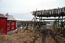 Merluzzi a Henningsvaer villaggio pescatori Lofoten