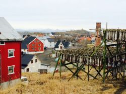 Merluzzi sulla collina che domina il borgo di Henningsvaer, il villaggio di pescatori delle Lofoten in Norvegia