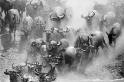Parco del Serengeti, nord della Tanzania, Africa orientale: la migrazione degli gnu è tra gli spettacoli più belli offerti da questa riserva naturale, dichiarata Patrimonio Mondiale ...